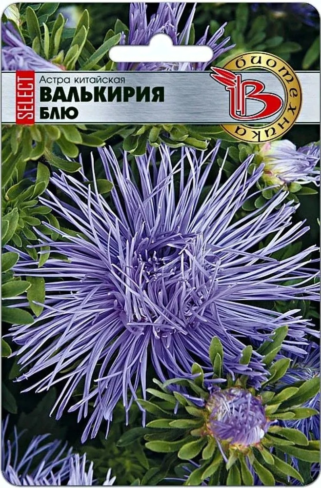 Астра Валькирия селект Блю 30 шт