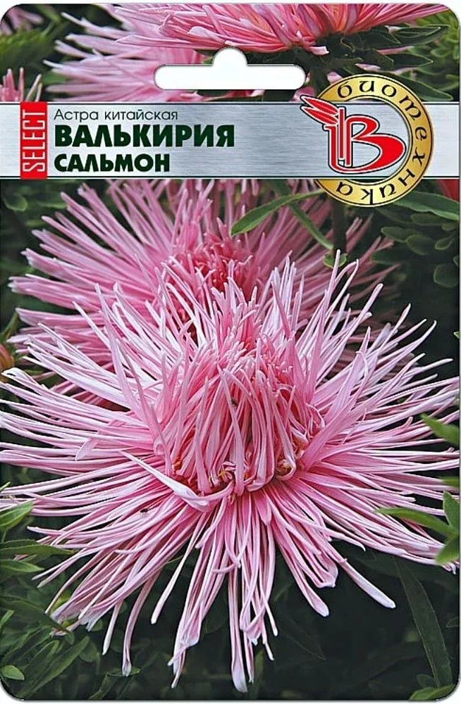 Астра Валькирия селект Сальмон 30 шт