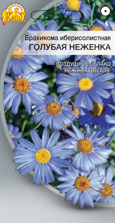 Брахикома иберисолистная Голубая Неженка 0