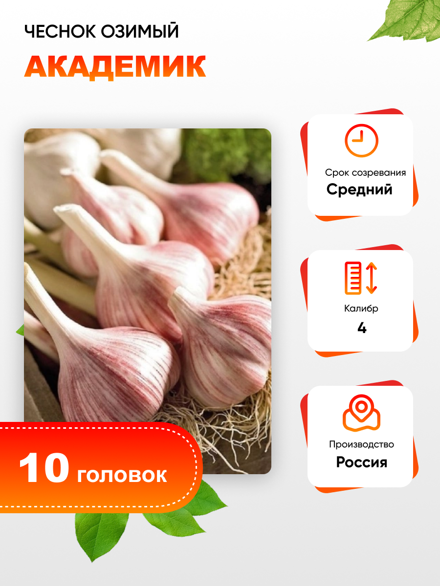 Чеснок Академик 1 уп. (10 головок) калибр 4