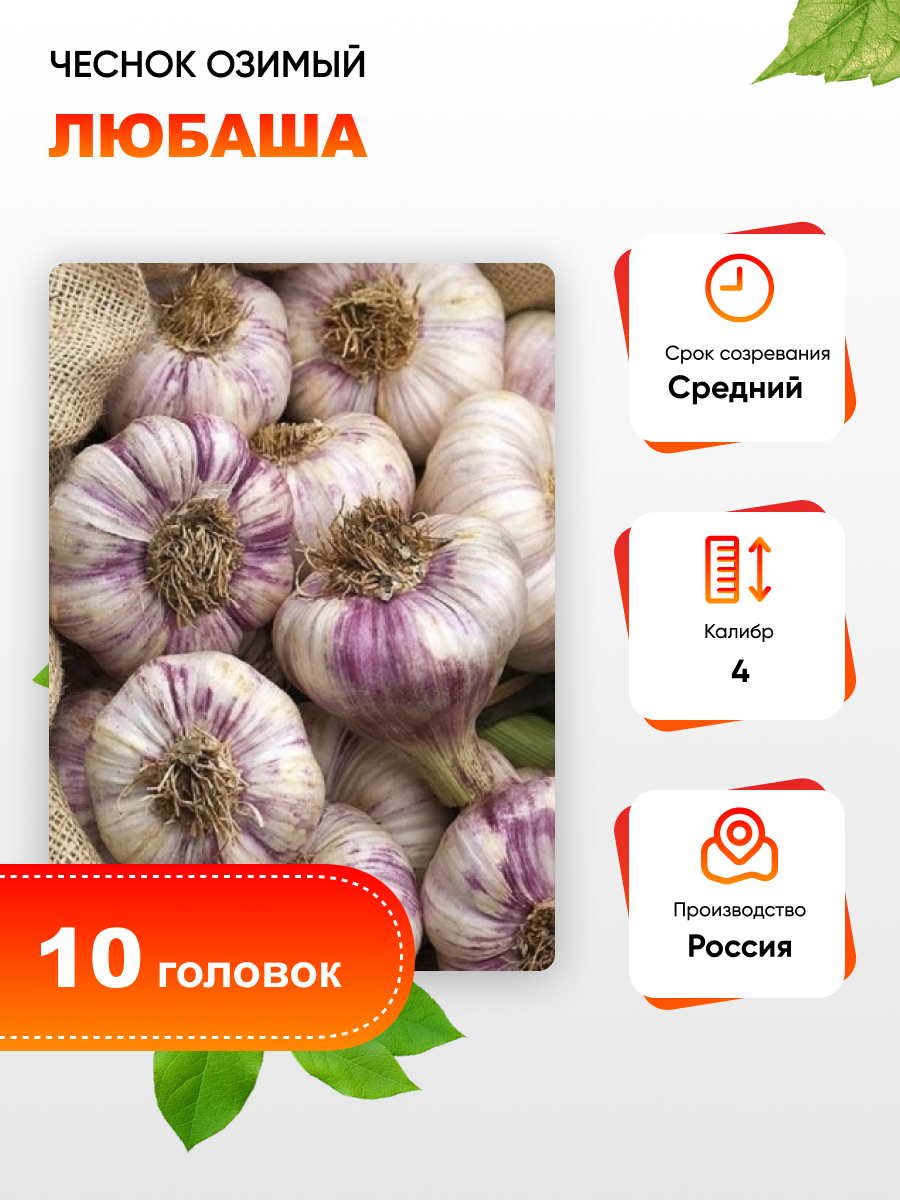 Чеснок Любаша 1 уп. (10 головок) калибр 4