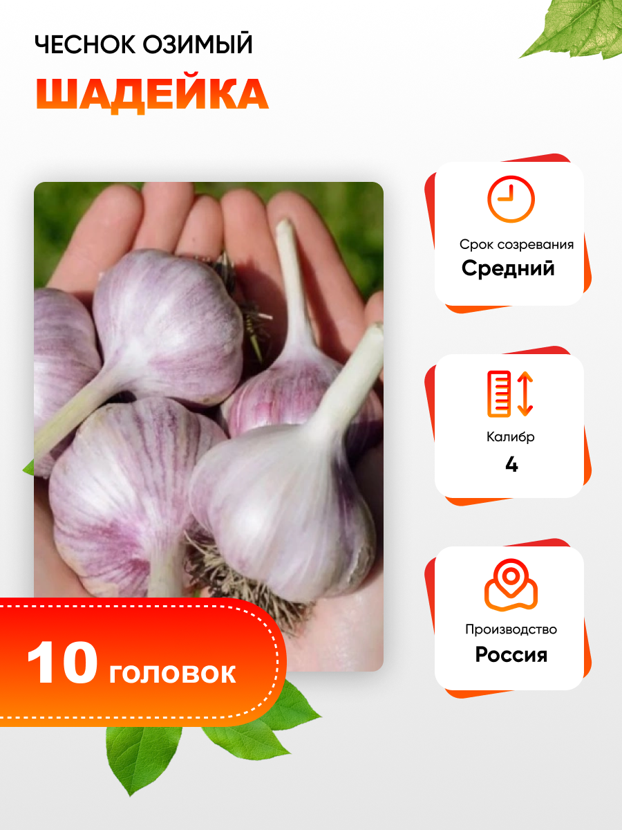 Чеснок Шадейка 1 уп. (10 головок) калибр 4