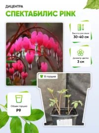 Дицентра Спектабилис Pink 1 шт Р9