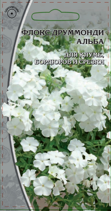 Флокс друммонди Альба 0