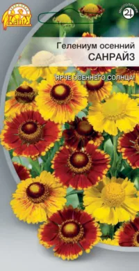 Гелениум осенний Санрайз 0