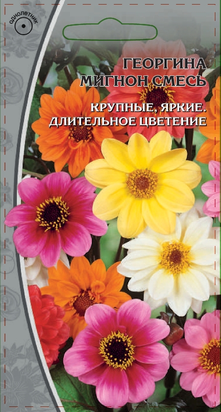 Георгина Мигнон смесь 0