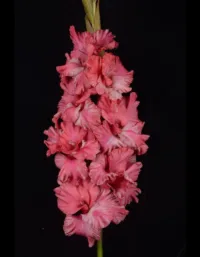 Гладиолус Триумфатор 1 уп. (3 шт.)