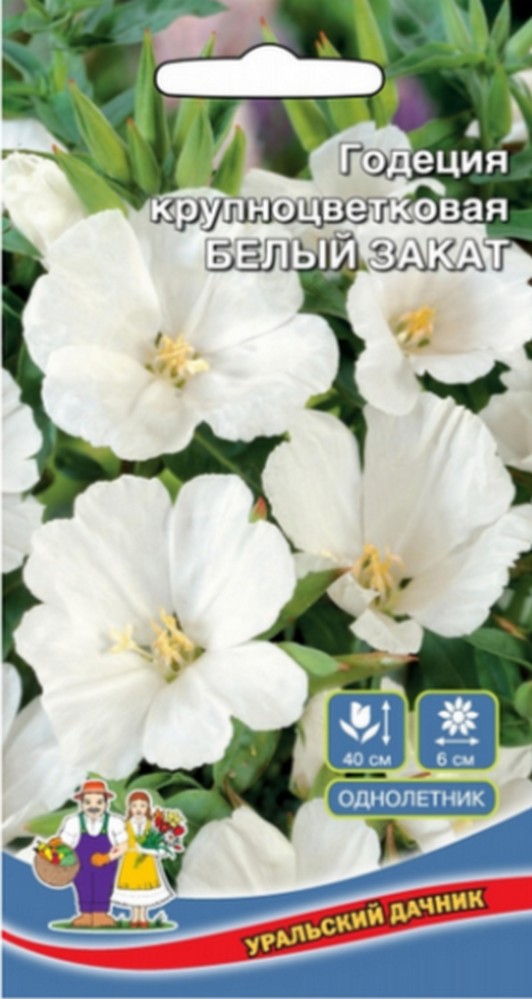 Годеция крупноцветковая Белый закат (УД) 0
