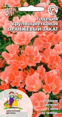 Годеция крупноцветковая Оранжевый закат (УД) 0