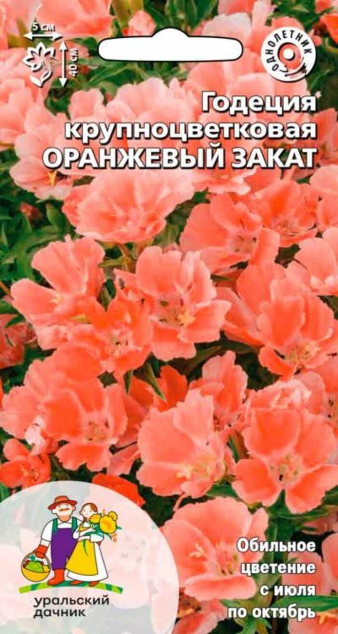 Годеция крупноцветковая Оранжевый закат (УД) 0
