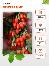 Годжи Корен биг 1 шт