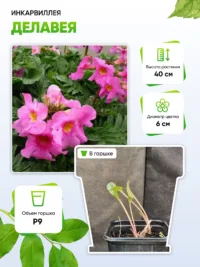 Инкарвиллея Делавея 1 шт Р9