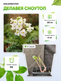 Инкарвиллея Делавея Сноутоп 1 шт Р9