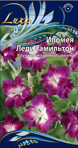 Ипомея Леди Гамильтон 0