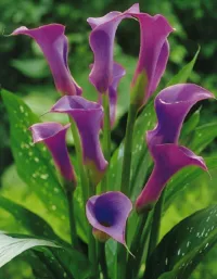 Калла Пако
