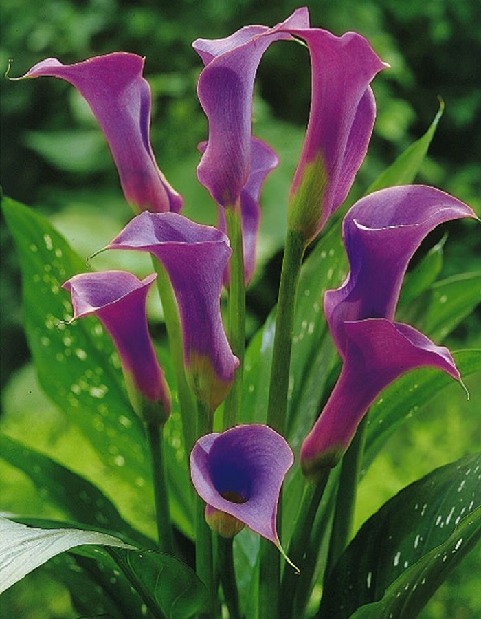 Калла Пако