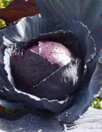 Капуста краснокочанная Михневская (УД) 0