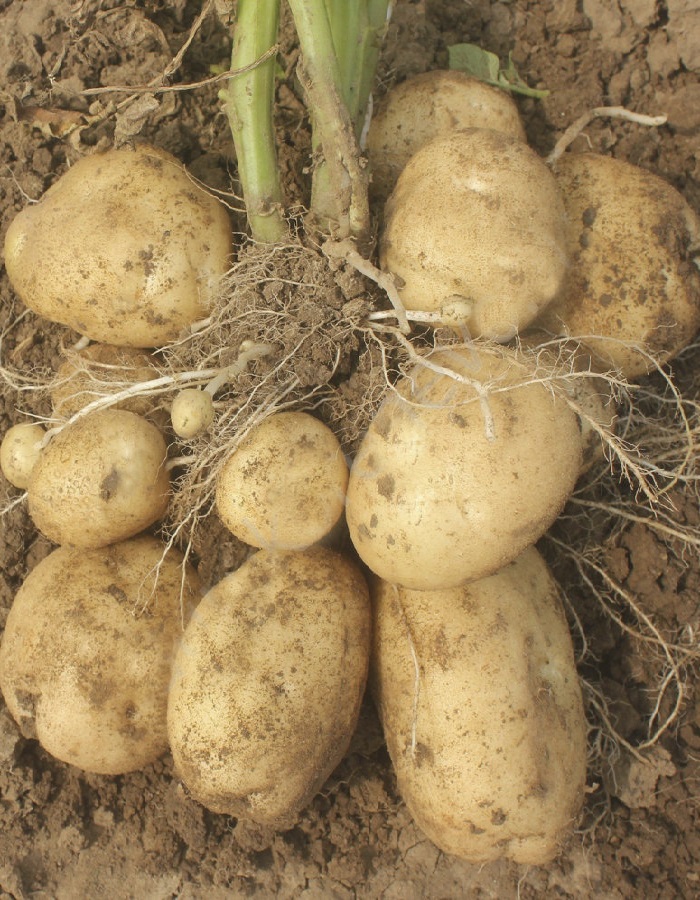 Картофель Ариэль