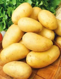 Картофель Добрыня