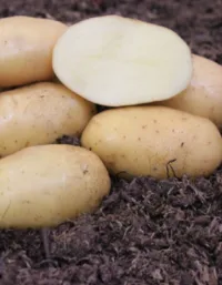 Картофель Конкурент