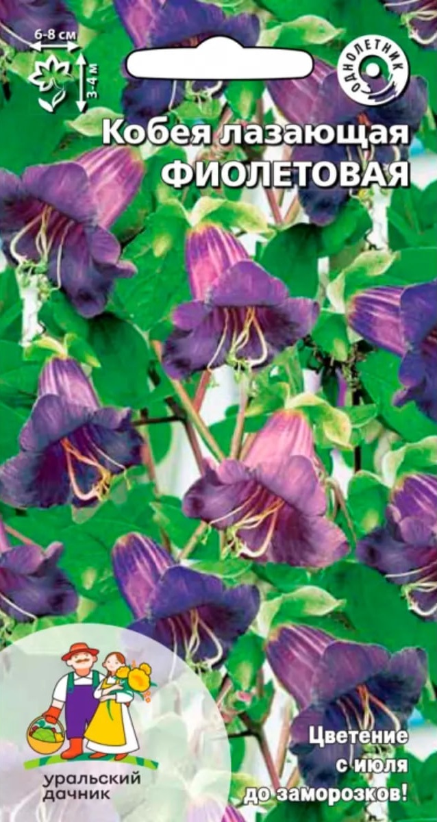Кобея лазающая Фиолетовая (УД) 3 шт цв п