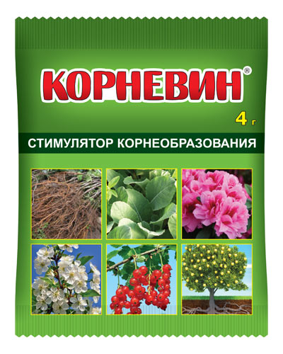 Корневин