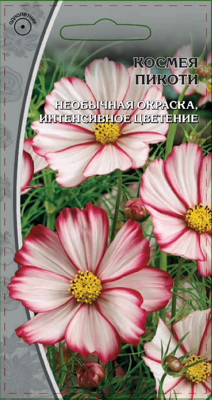 Космея Пикоти 0
