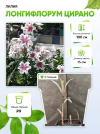 Лилия Лонгифлорум Цирано 1 шт Р9