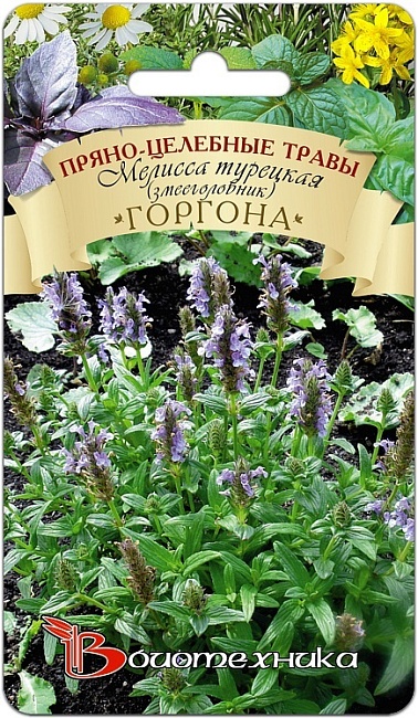 Мелисса турецкая (змееголовник) Горгона 0