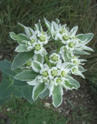 Молочай горный Альпийский красавец (УД) 0