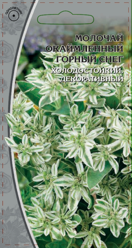 Молочай окаймленный Горный снег 0