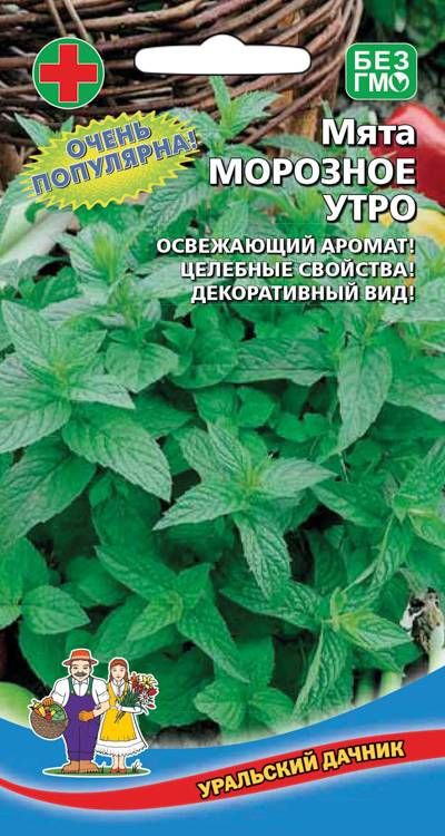 Мята Морозное утро (УД) 0
