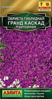 Обриета Гранд каскад пурпурная (Аэлита) 0