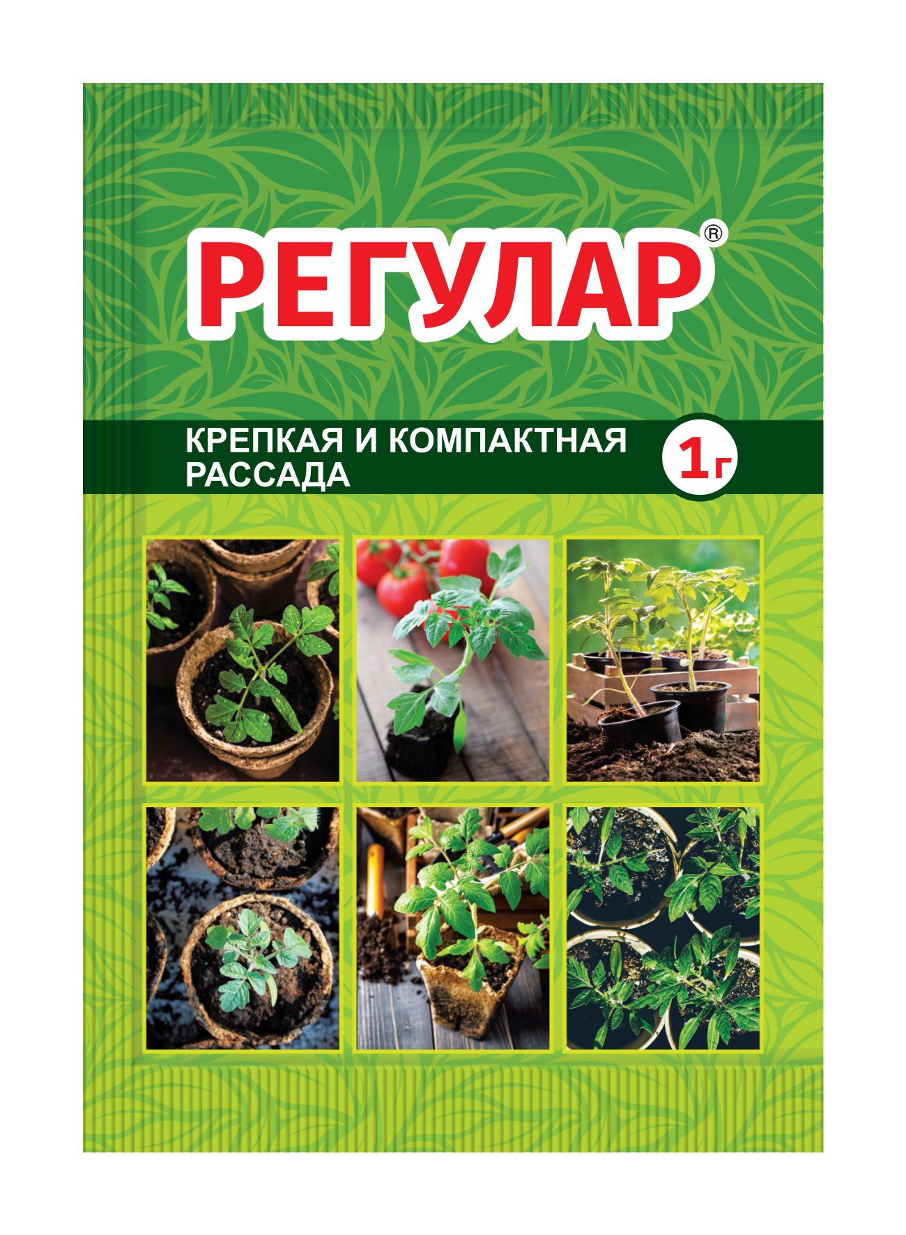 Регулар