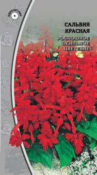 Сальвия Красная 0