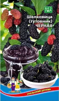 Шелковица(тутовник) Черная (УД) 0