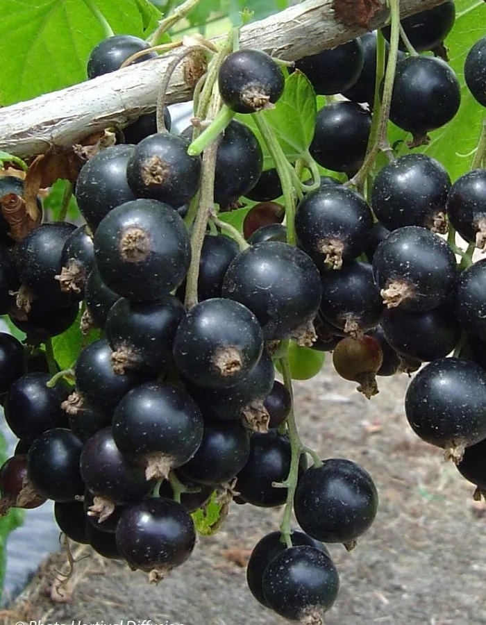 Смородина черная Дачница 1 шт