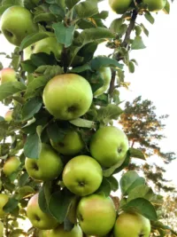Яблоня колонновидная Малюха с 7