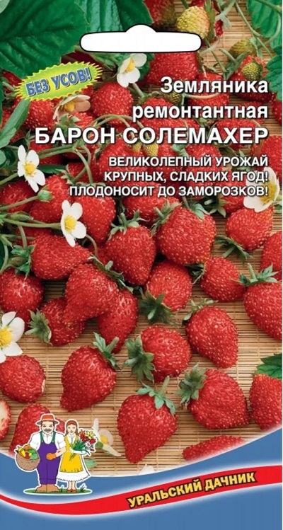 Земляника ремонтантая Барон Солемахер (УД) 0